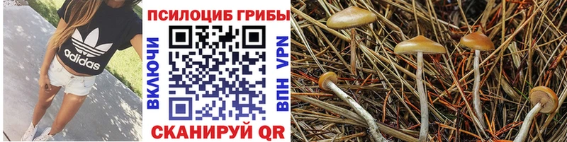Галлюциногенные грибы Psilocybine cubensis  shop наркотические препараты  Заринск 